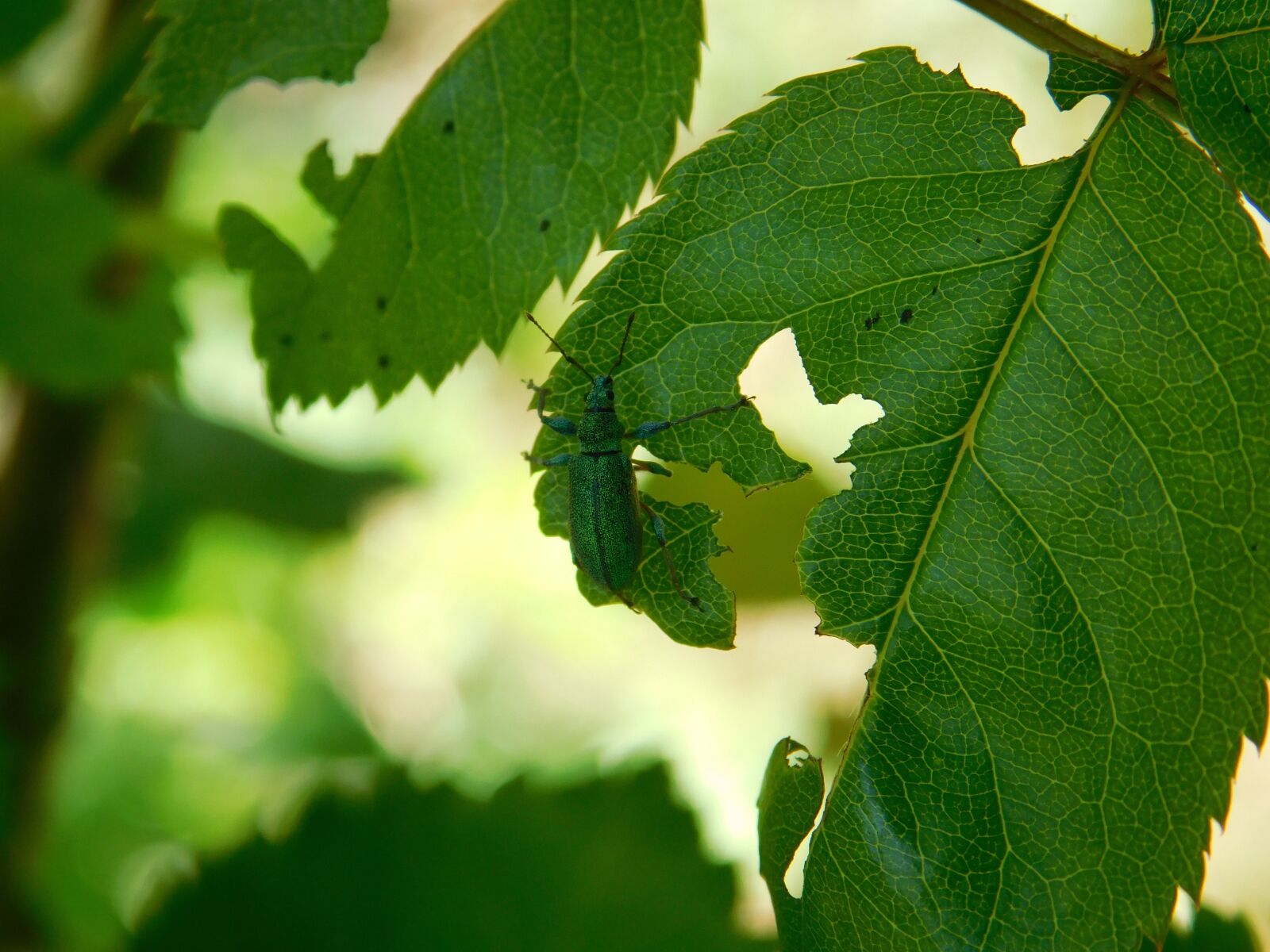 Nikon Coolpix L840 sample photo. Insect, leaf, tree photography
