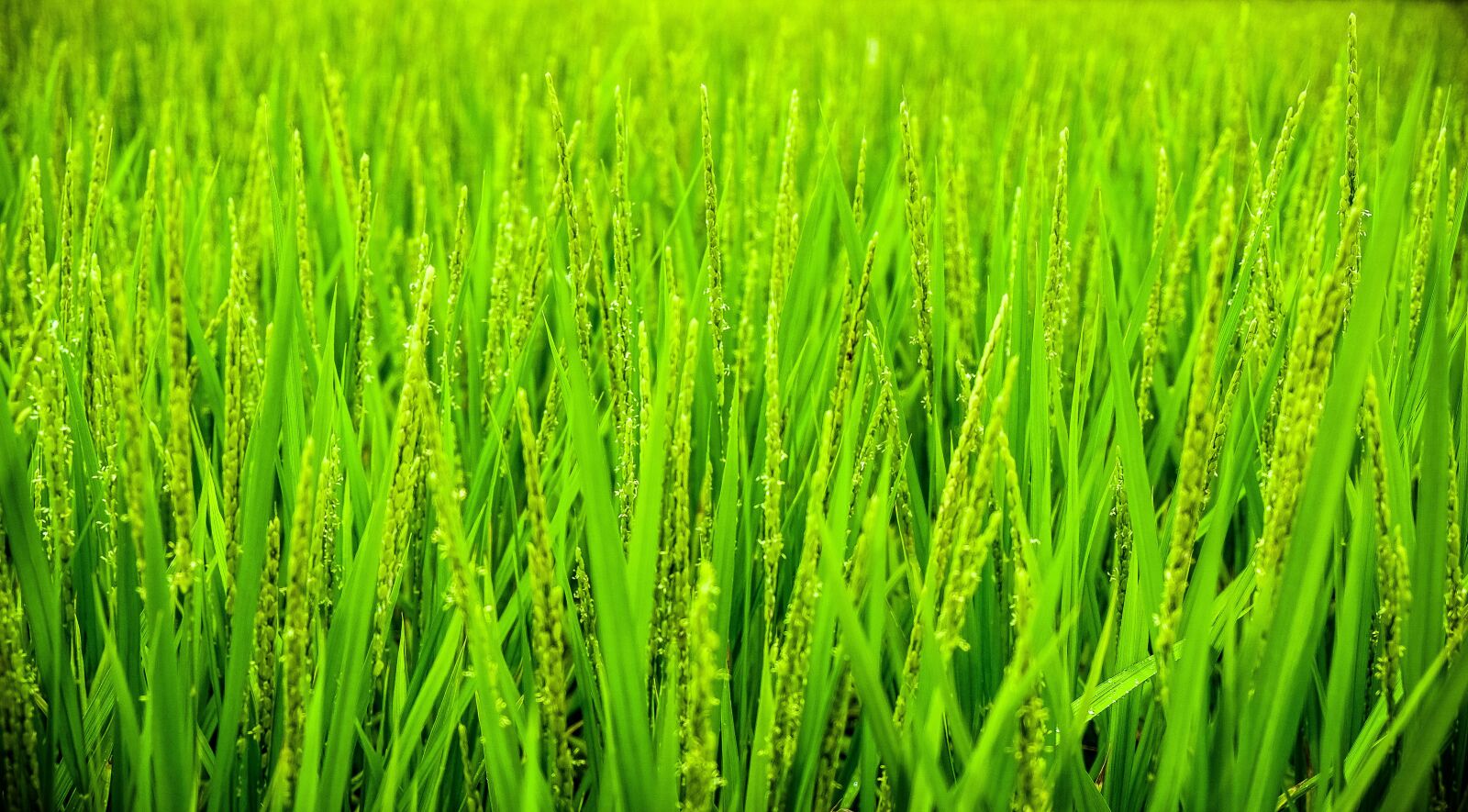 Fujifilm X-E2 sample photo. Green, grass, wheat photography
