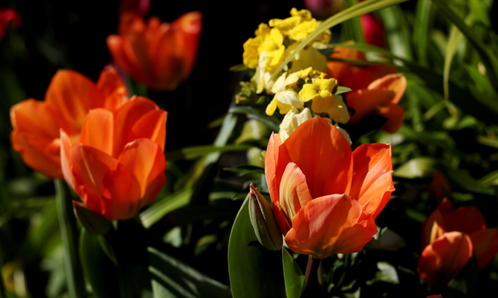 Canon EOS 7D Mark II sample photo. Tulipa fosteriana orange emperor photography