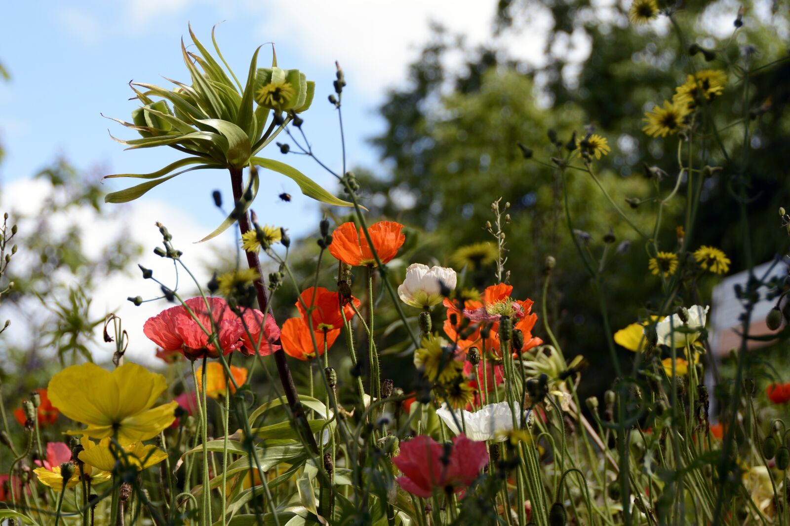 Nikon D7100 sample photo. Klatschmohn, flowers, poppy photography