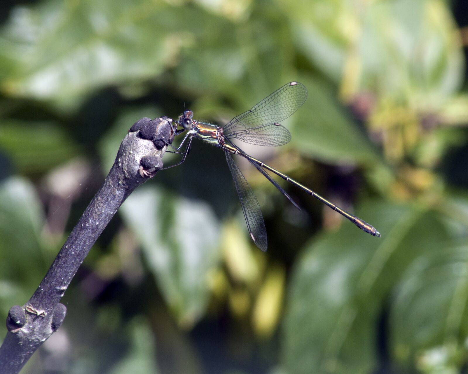 Canon EOS 500D (EOS Rebel T1i / EOS Kiss X3) sample photo. Damselfly, wings, wildlife photography