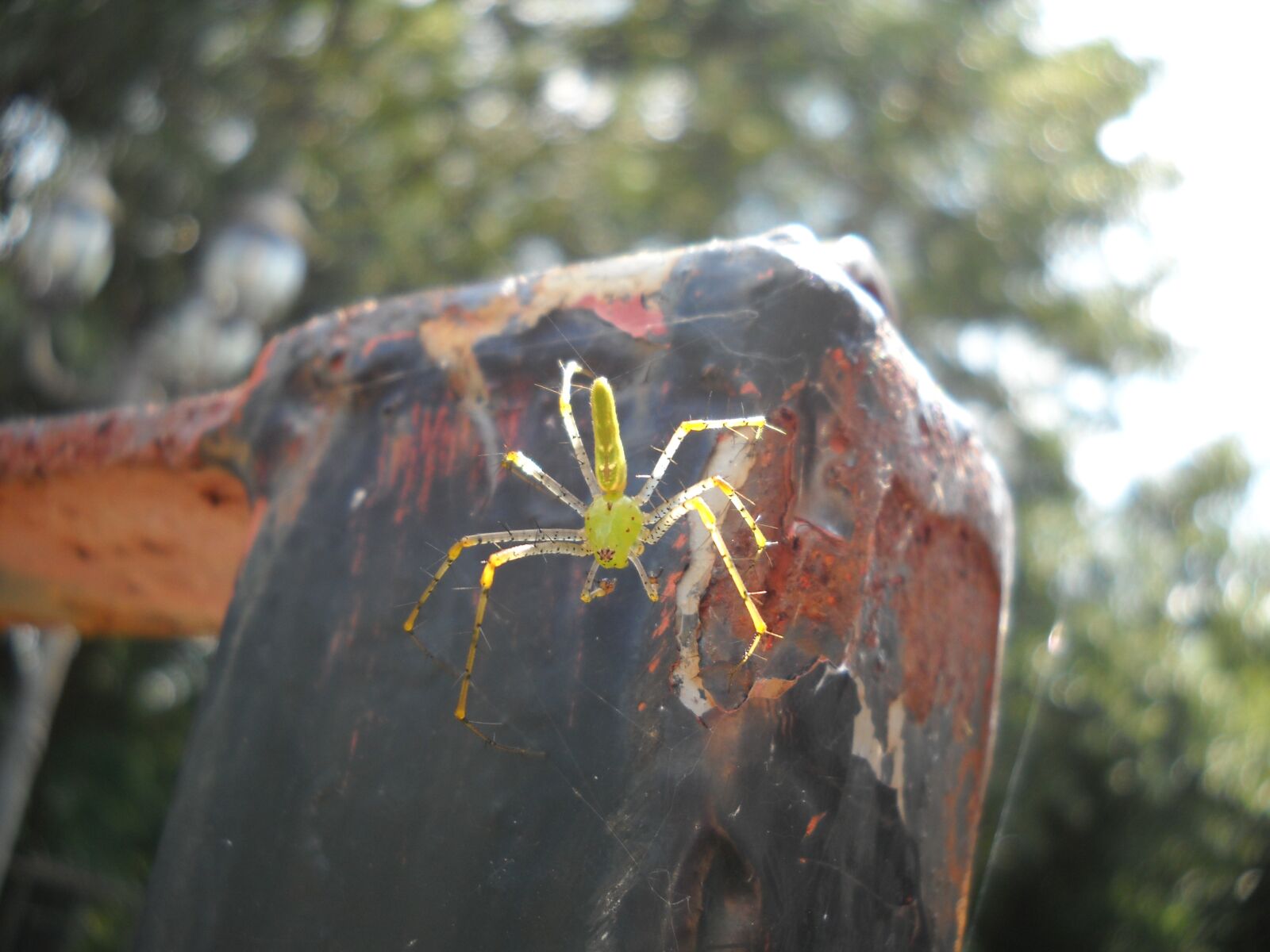 Nikon Coolpix L20 sample photo. Spider, yellow, insect photography