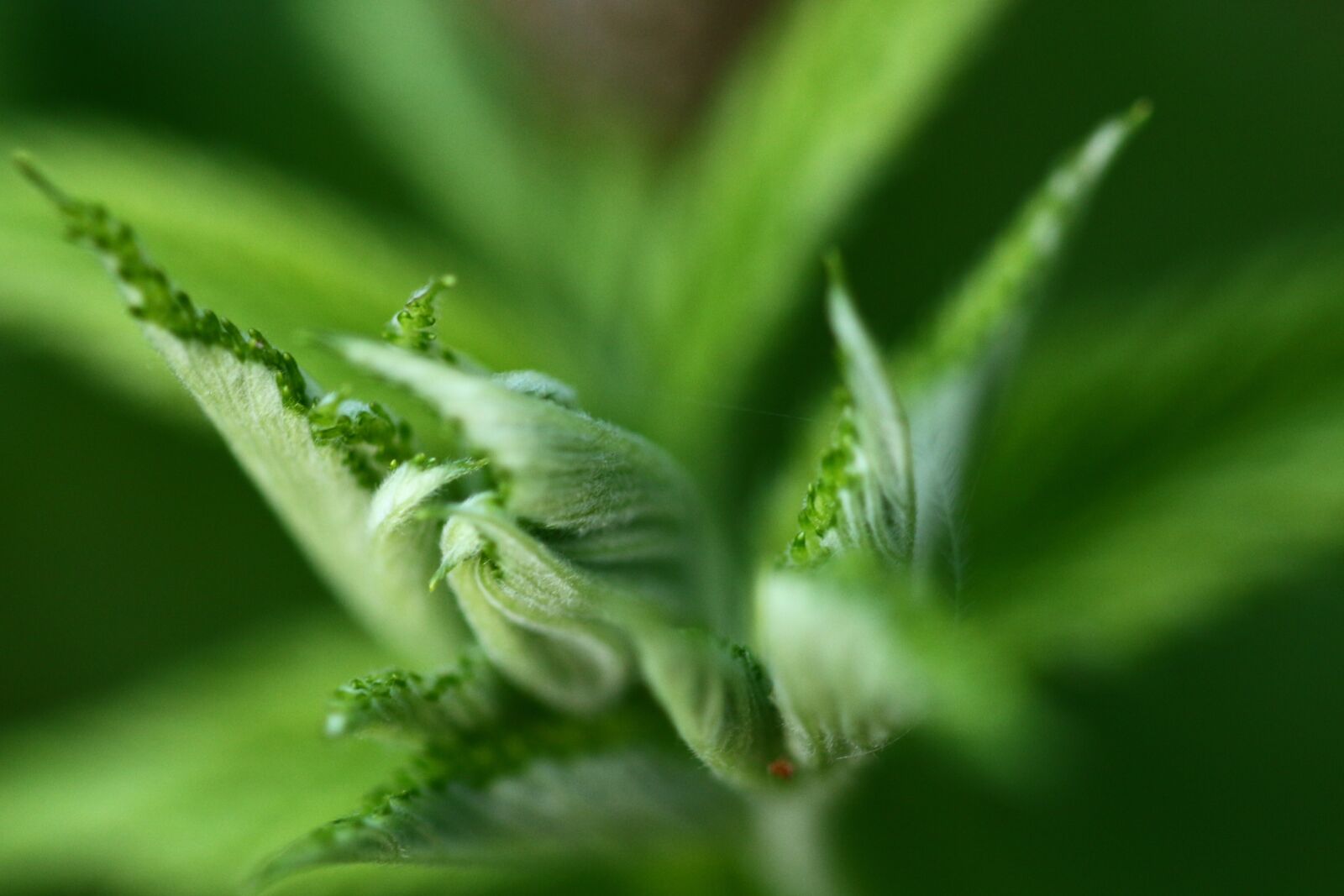 Canon EOS 700D (EOS Rebel T5i / EOS Kiss X7i) sample photo. Blackberry, green, nature photography