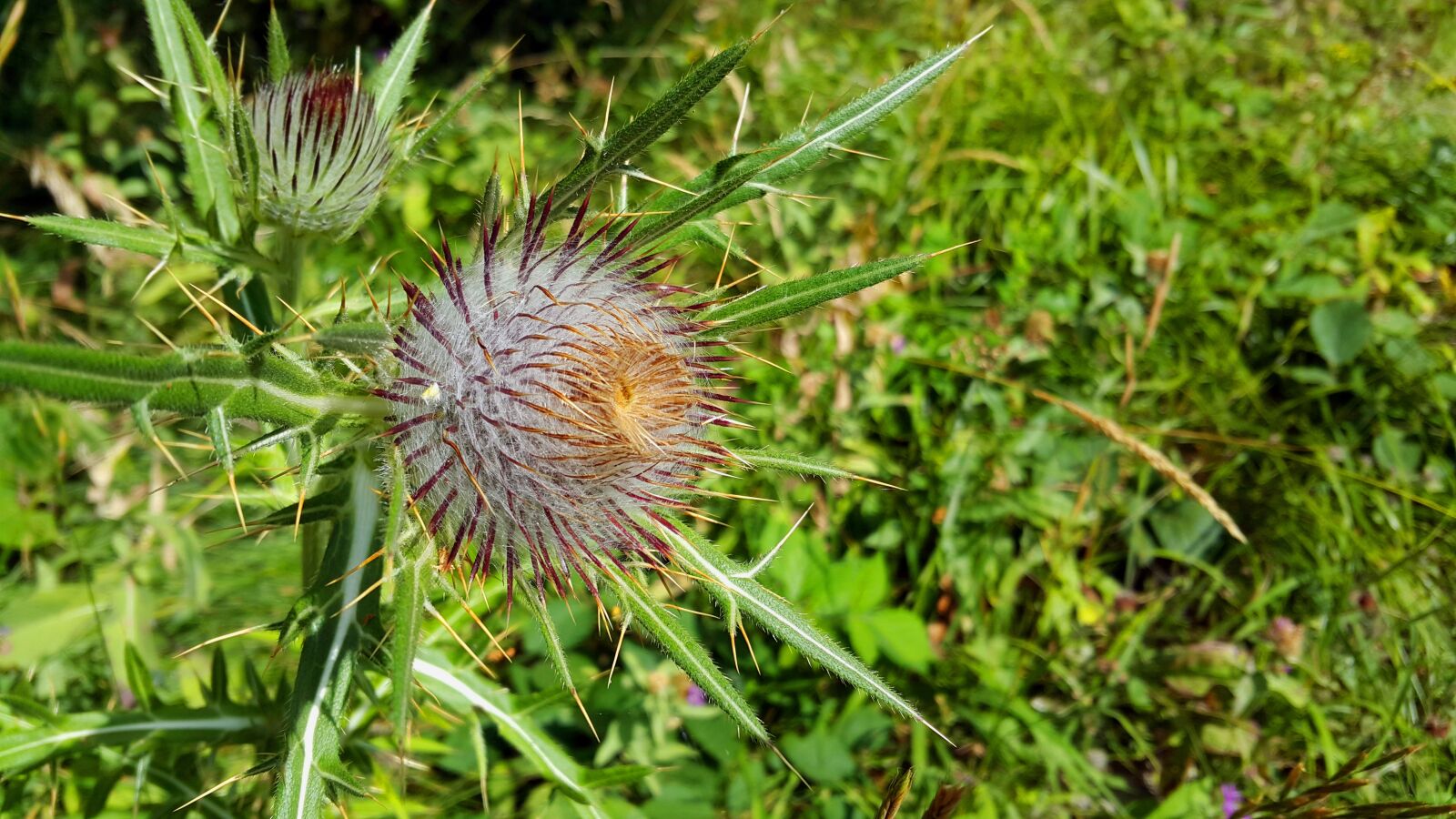 Samsung Galaxy Note4 sample photo. Milk thistle, green, nature photography