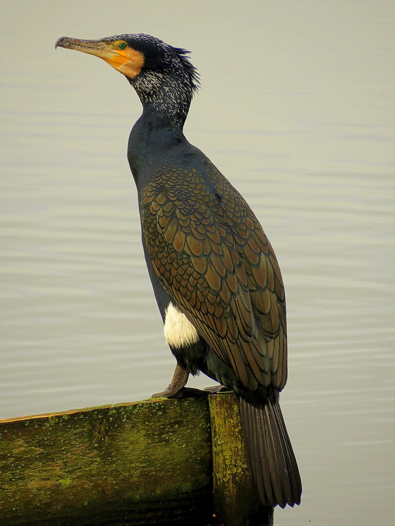 Canon PowerShot SX50 HS sample photo. Cormorant, bird, nature photography