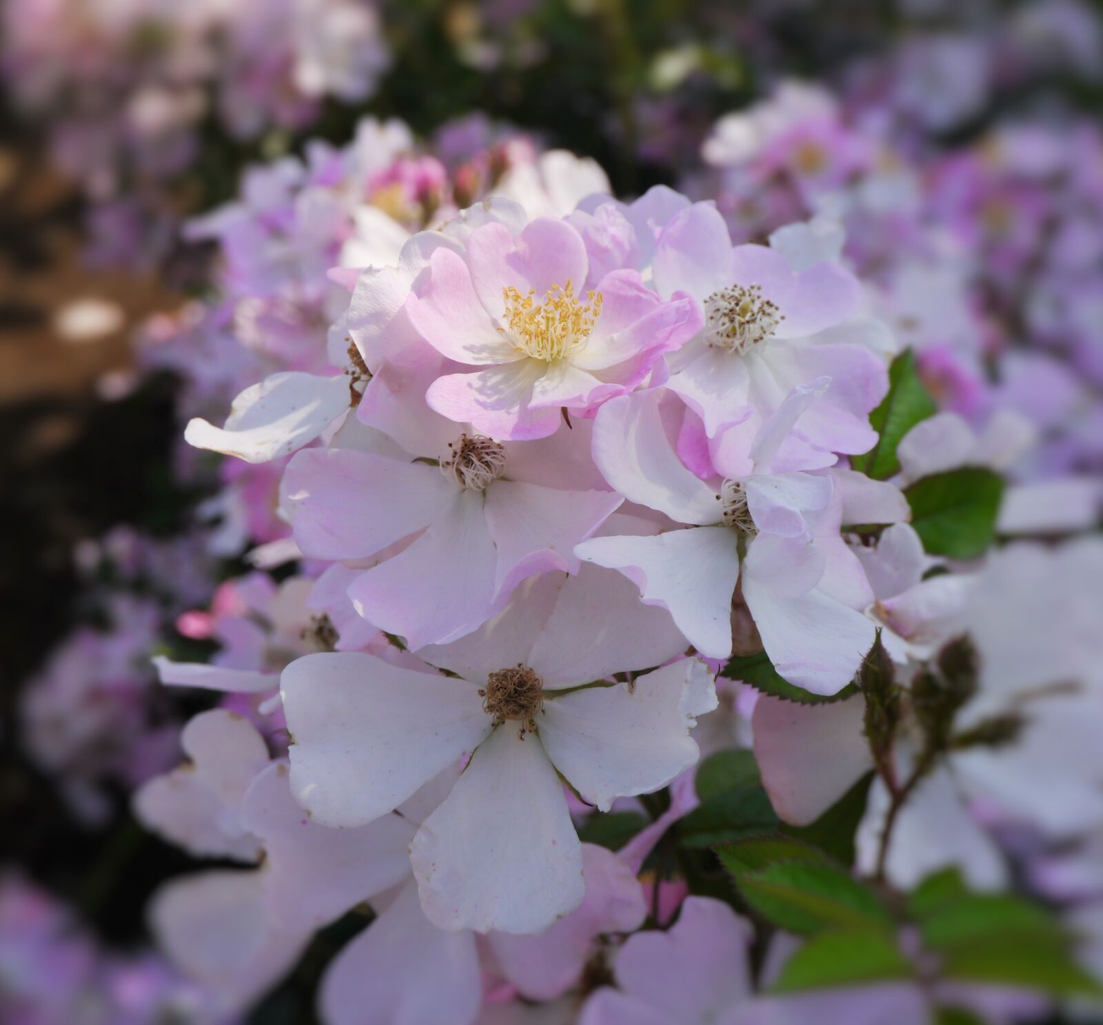 Panasonic Lumix DMC-GX1 sample photo. Verny park, rose, pink photography