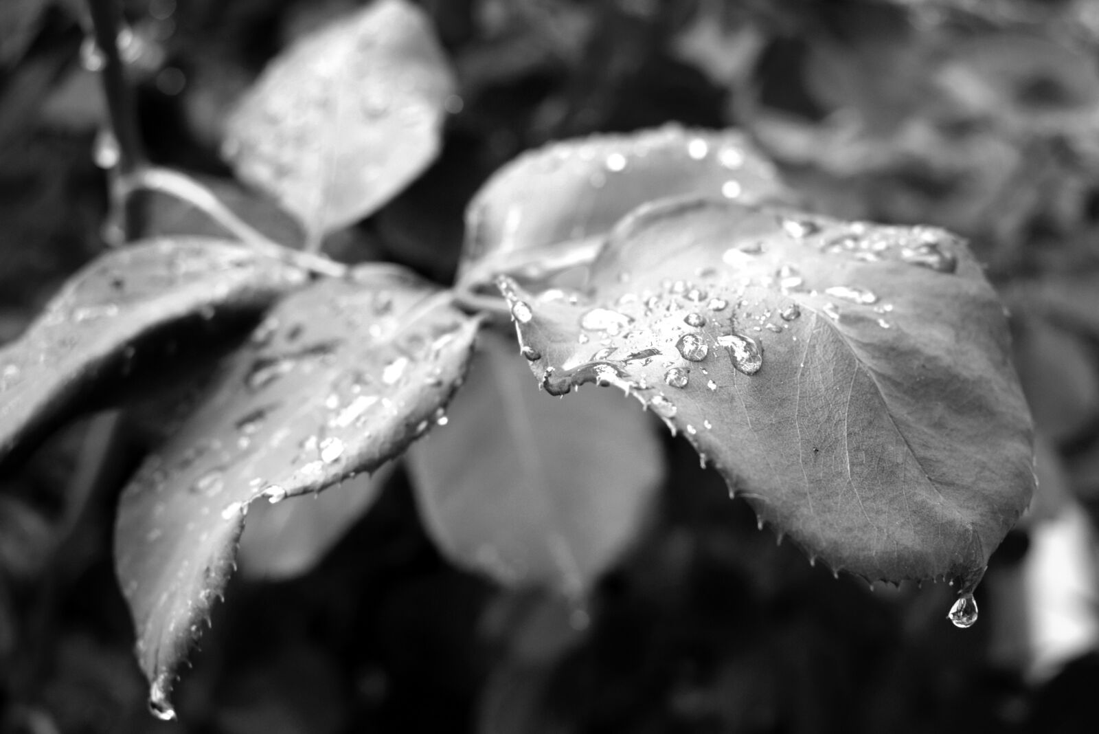 Nikon D5300 sample photo. Leaves, roses, rain photography