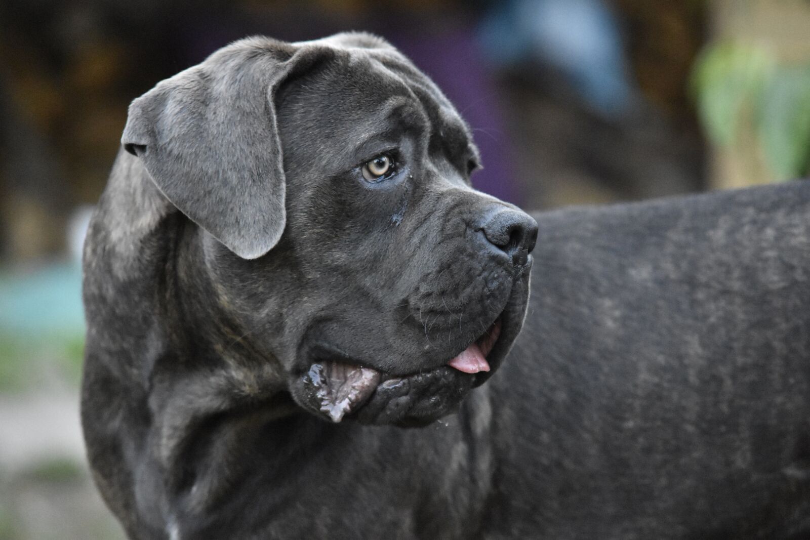 Nikon D7200 sample photo. Cane corso, dog, animals photography