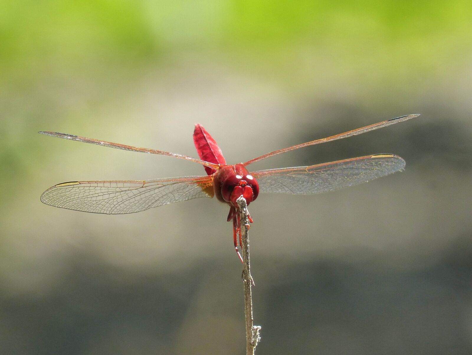 Panasonic DMC-FZ62 sample photo. Red dragonfly, wetland, stem photography