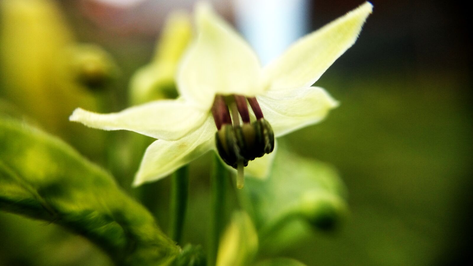 Xiaomi HM Note 2 sample photo. Beautiful, beauty, flowers, green photography