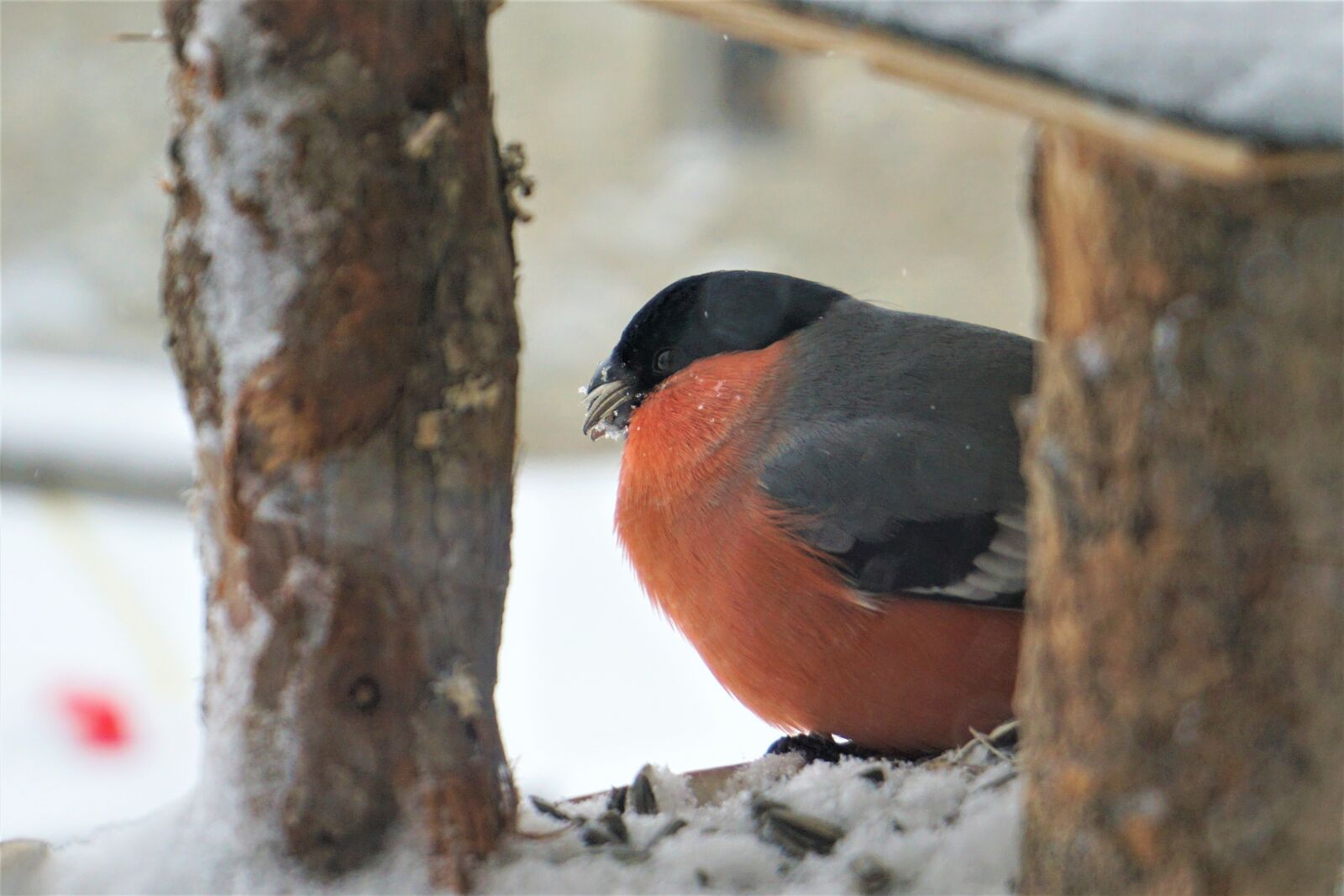 Sony a6000 sample photo. Bullfinch, bird, garden photography