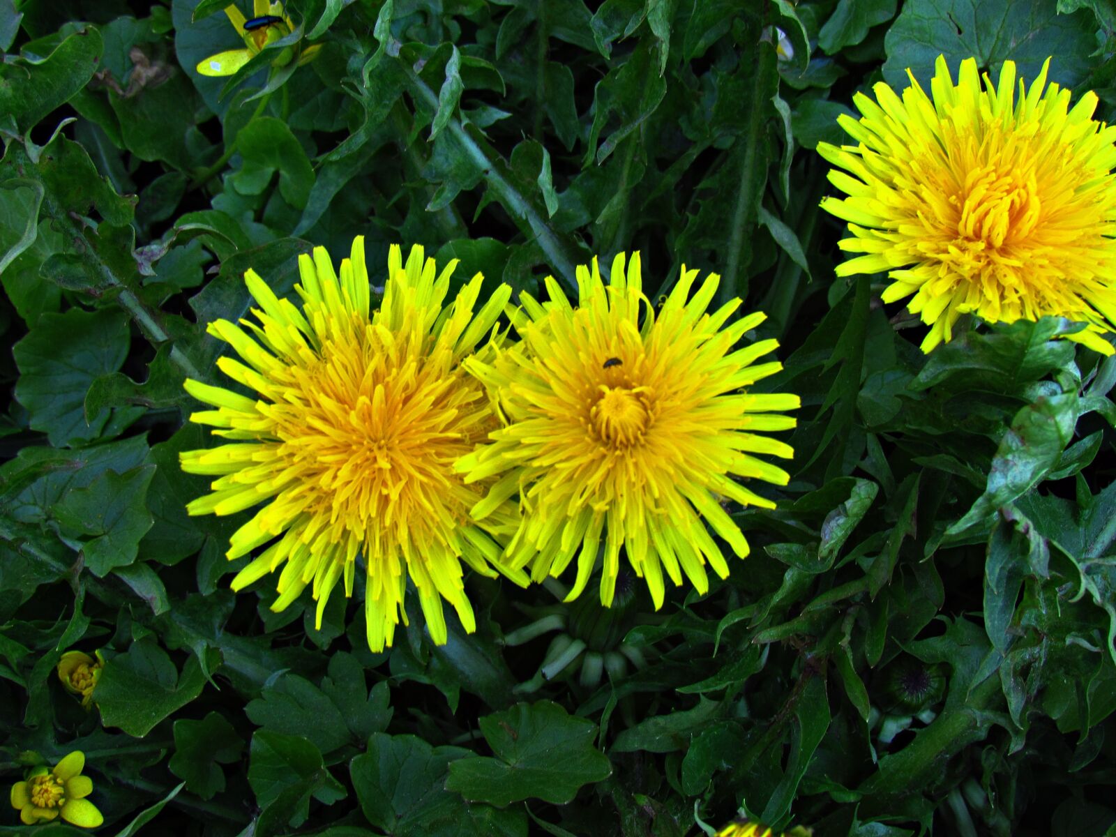 Canon PowerShot SX30 IS sample photo. Sonchus oleraceus, flower, nature photography