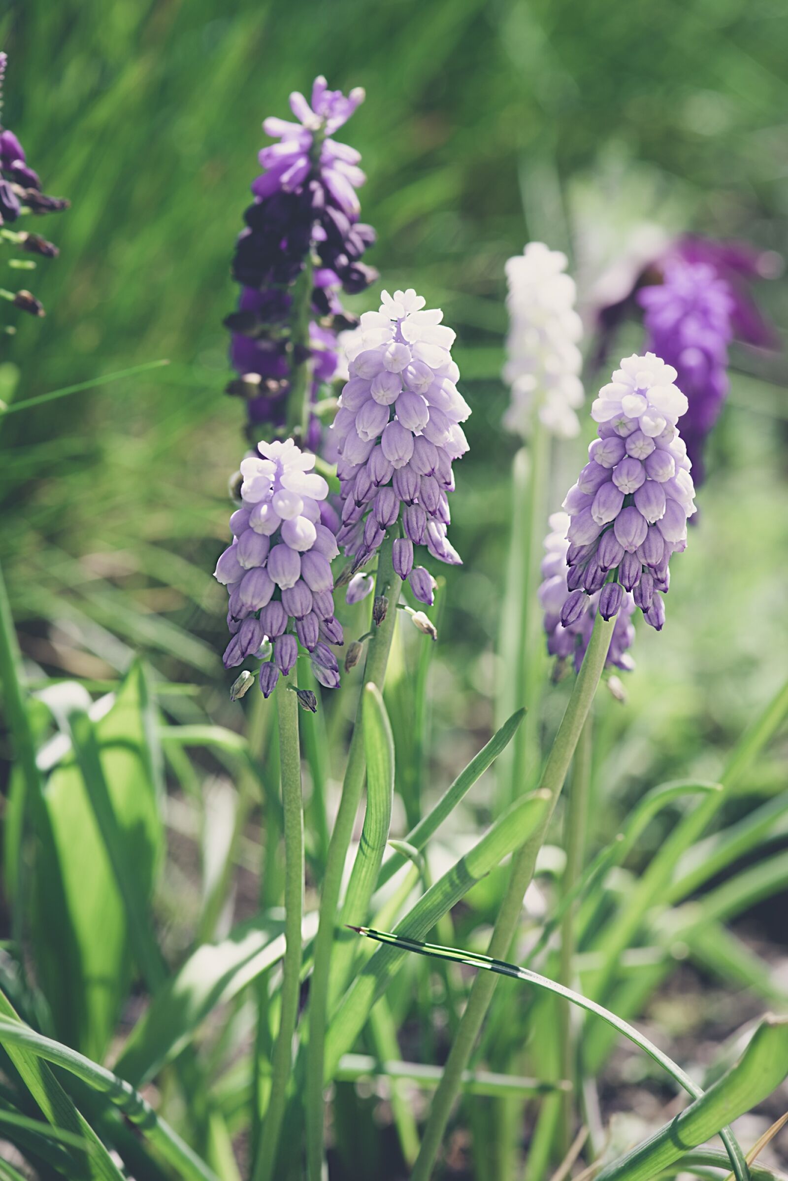 Nikon D750 sample photo. Hyacinth, garden, flower garden photography
