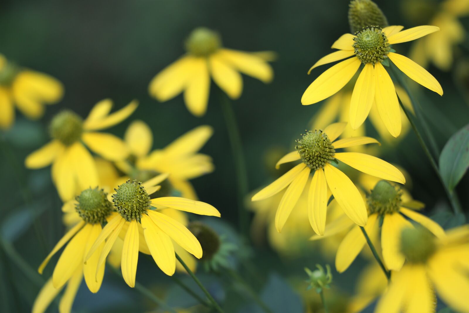 Canon EF 70-300 F4-5.6 IS II USM sample photo. Arnica, plant, flower photography