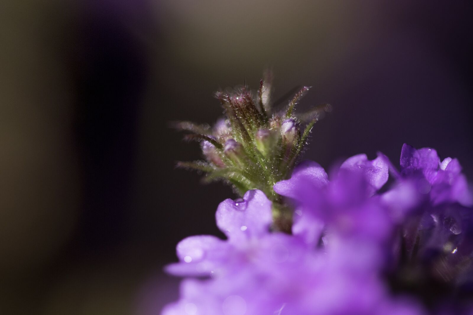 Nikon D7200 sample photo. Blossom, bloom, purple photography