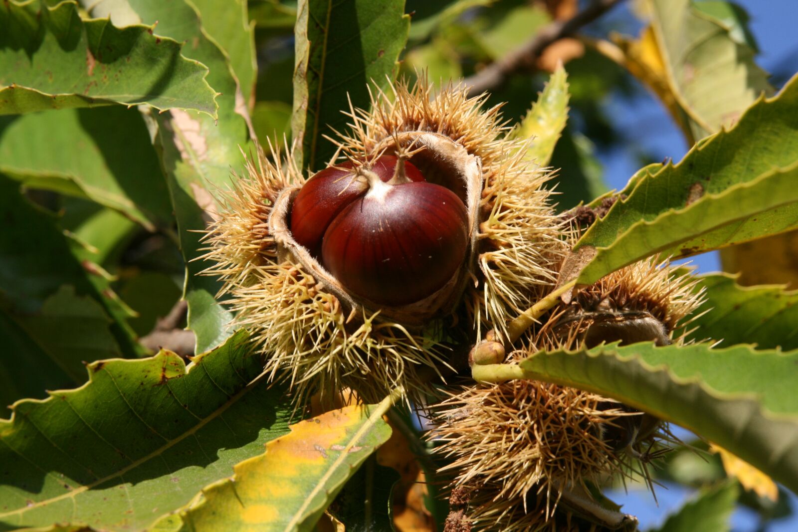 Canon EOS 400D (EOS Digital Rebel XTi / EOS Kiss Digital X) sample photo. Chestnut, spur, prickly photography