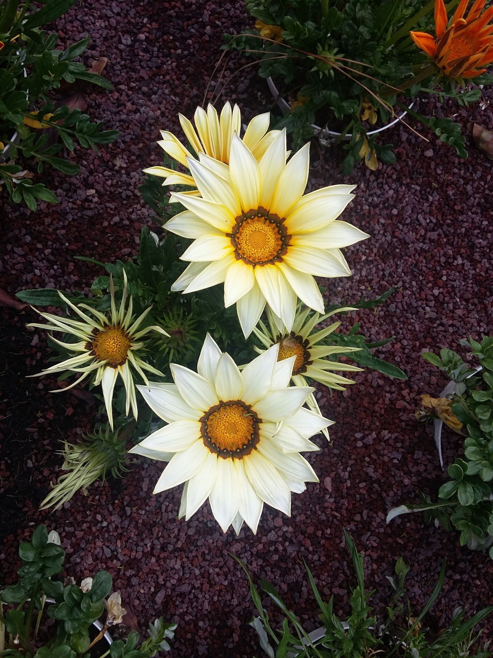 Samsung Galaxy Grand Prime sample photo. Asteraceae, flower, flowers photography