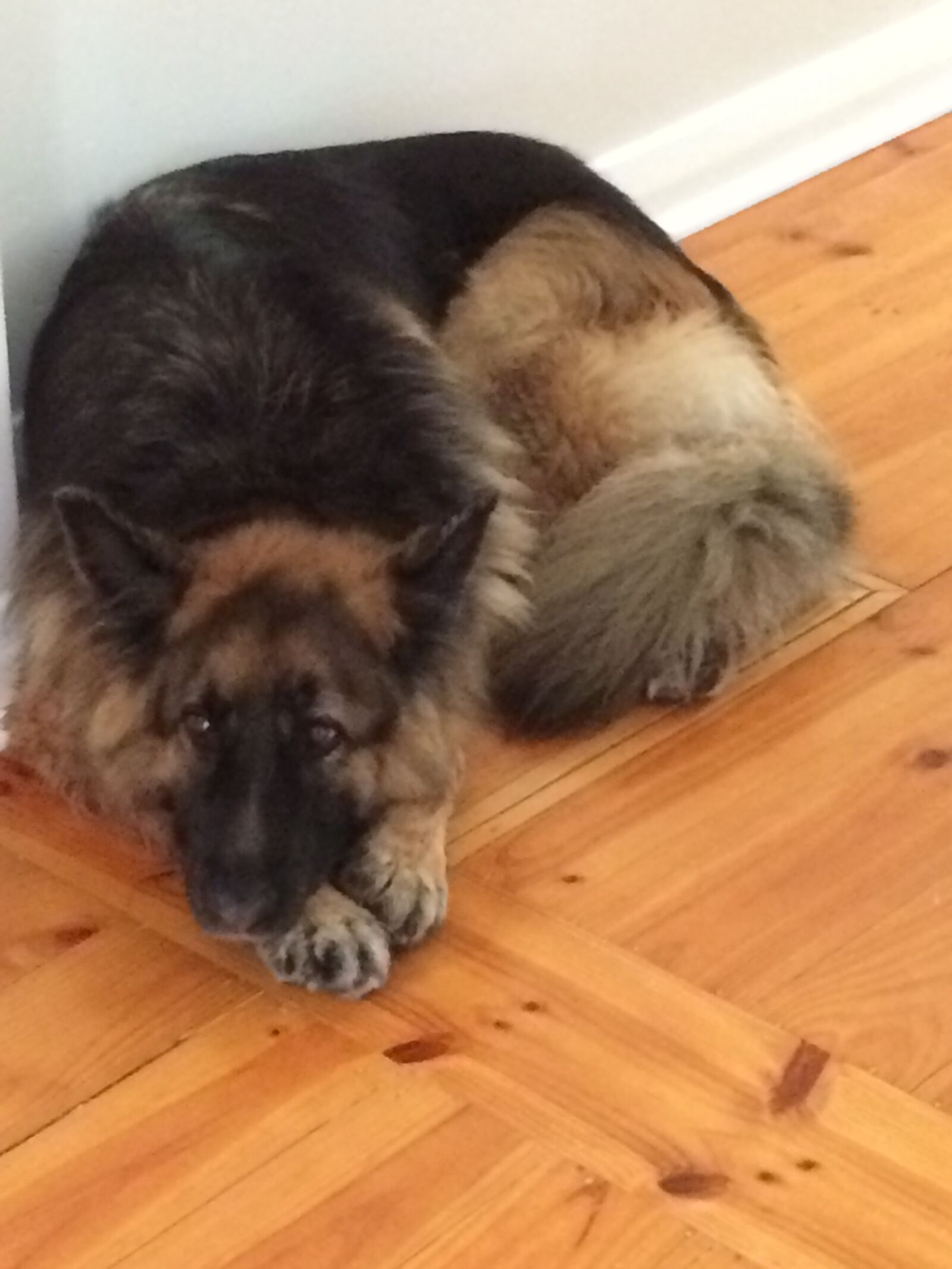 iPhone 5s back camera 4.15mm f/2.2 sample photo. Dog, german shepherd, sleeping photography