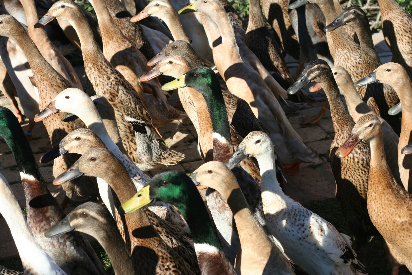 Canon EOS 350D (EOS Digital Rebel XT / EOS Kiss Digital N) sample photo. Ducks, crowd, fowl photography