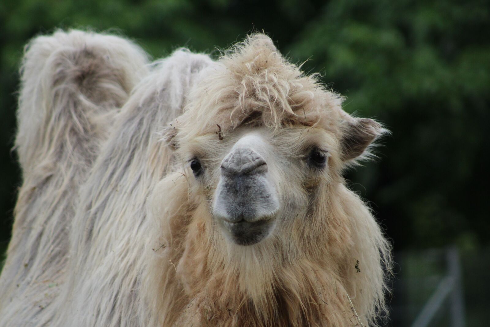 Canon EF 75-300mm f/4-5.6 sample photo. Animal, camel, nature photography