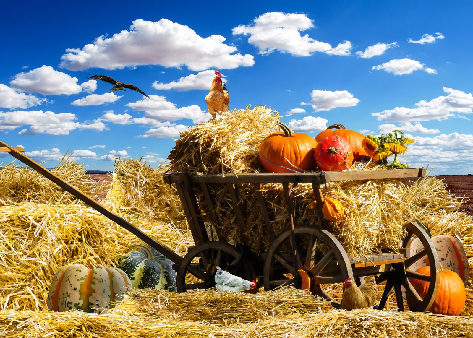 Canon PowerShot SX710 HS sample photo. Thanksgiving, autumn, pumpkin photography