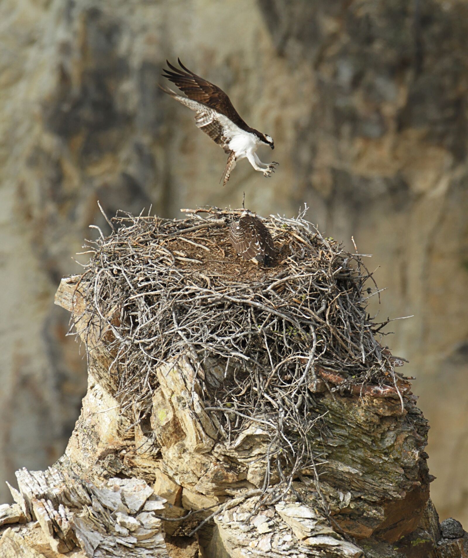 Canon EOS 7D sample photo. Bird, osprey, flying photography