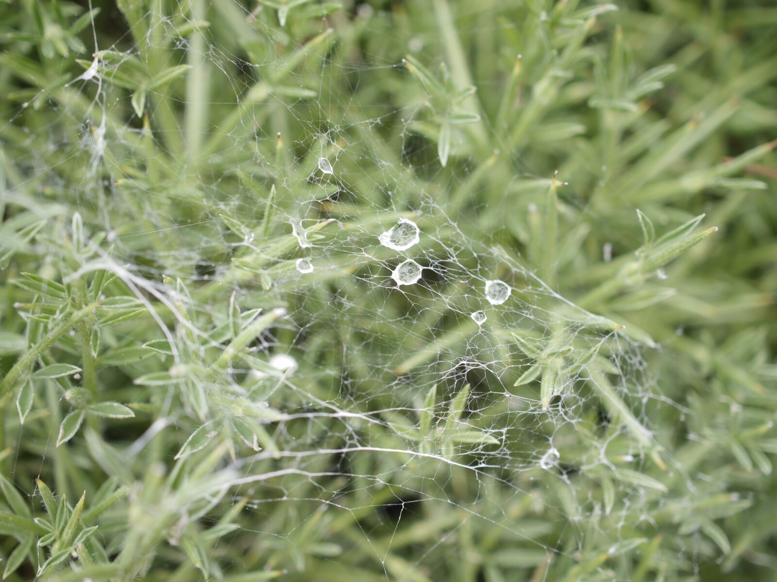 Panasonic Lumix DMC-G6 sample photo. Plant, bush, macro photography