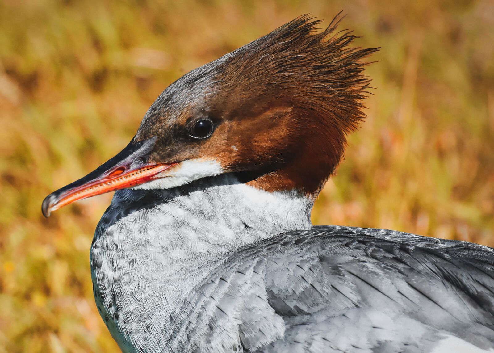 Nikon D7200 sample photo. Merganser, mergus merganser, duck photography