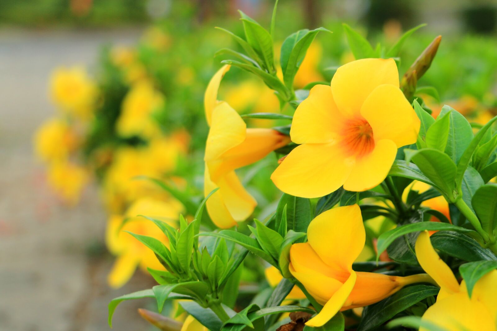 Canon EOS 70D sample photo. Flower, yellow, green photography