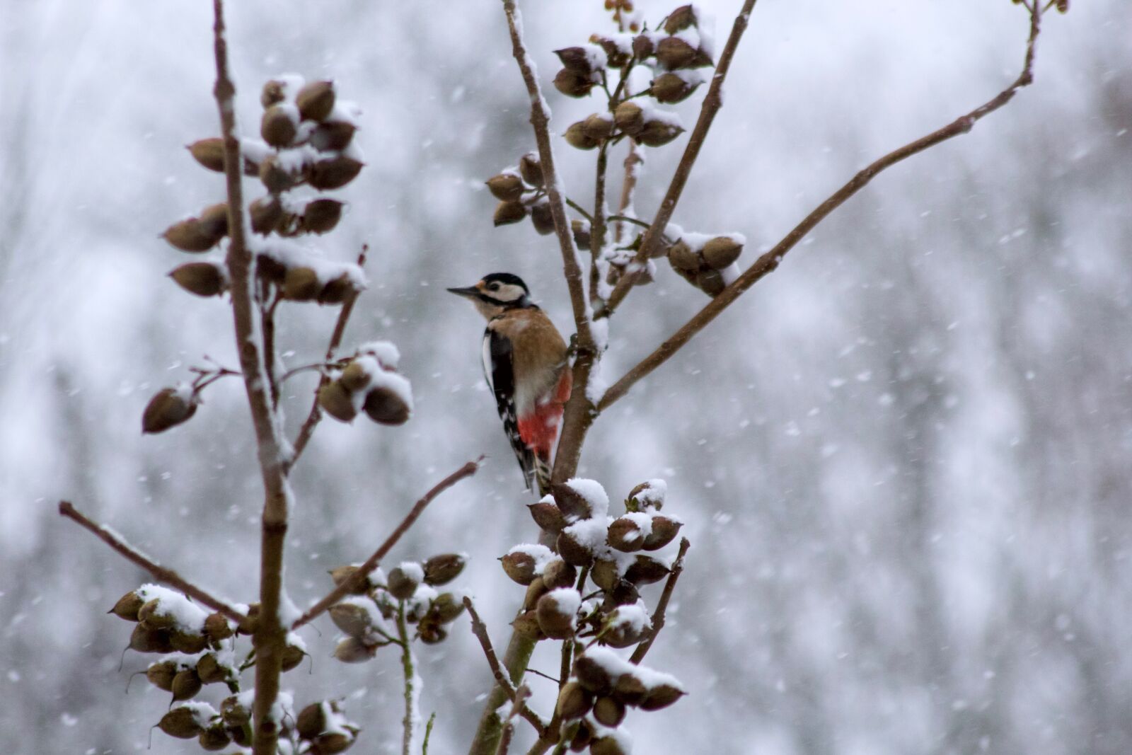 Canon EOS 1200D (EOS Rebel T5 / EOS Kiss X70 / EOS Hi) sample photo. Bird, spotted woodpecker, fly photography
