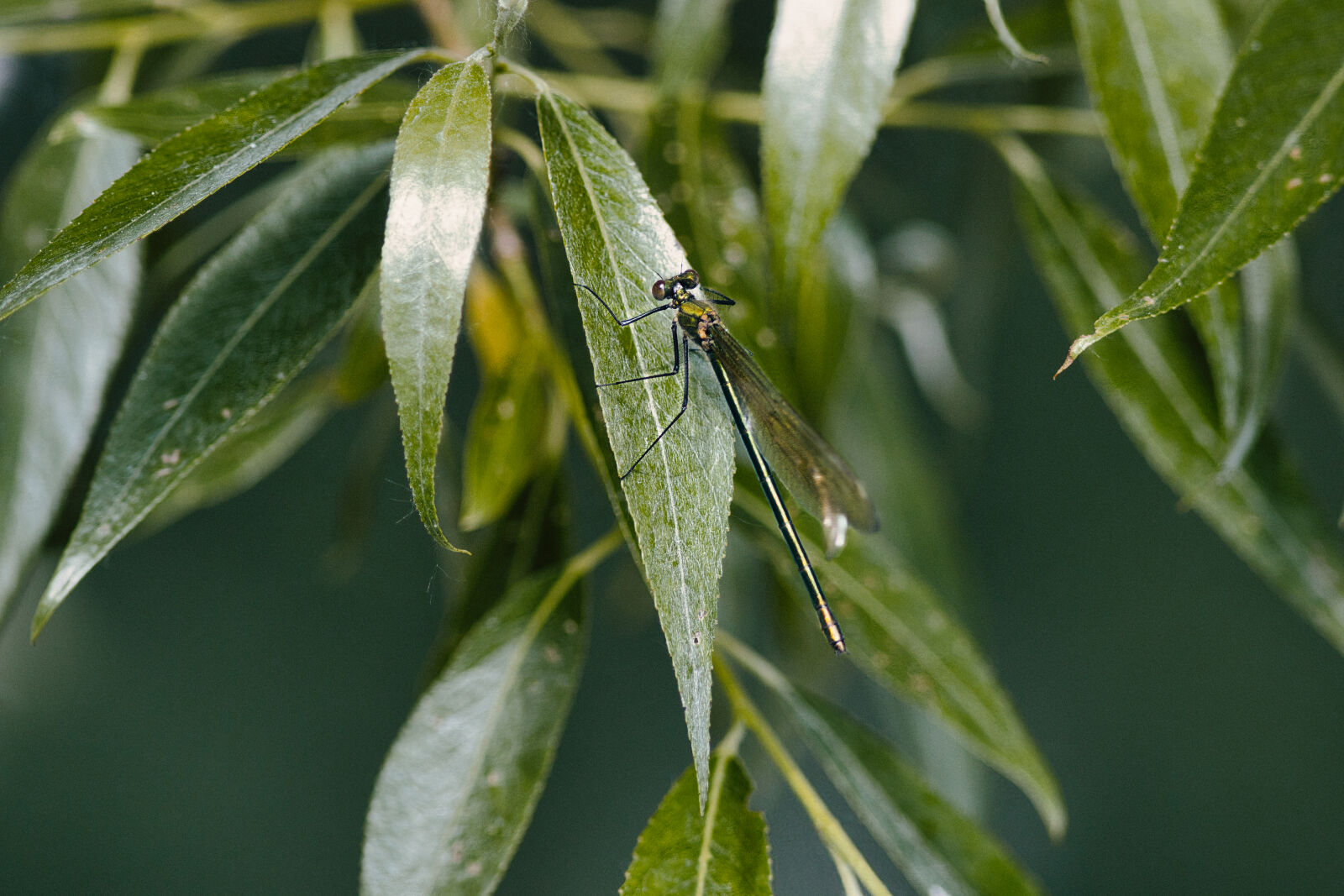 Canon EF 300mm F4L IS USM sample photo