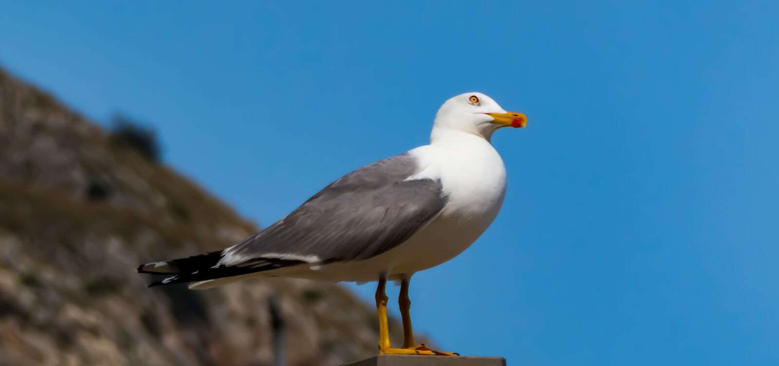 Panasonic Lumix DC-ZS70 (Lumix DC-TZ90) sample photo. Seagull, animal, ave photography