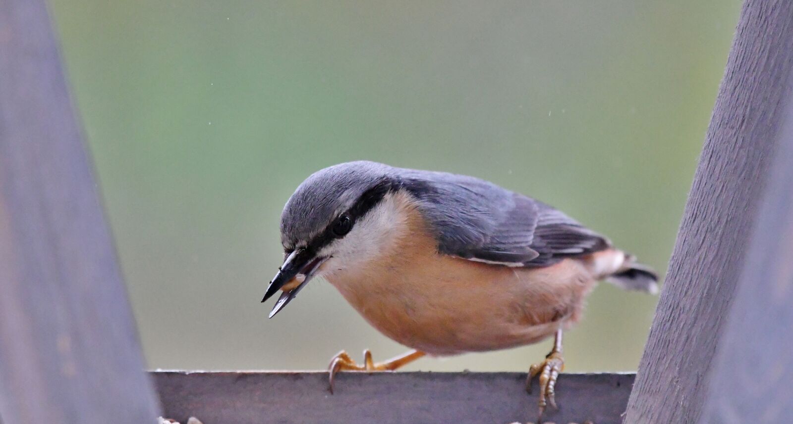 Nikon D500 sample photo. Nuthatch, bird, bird feeder photography