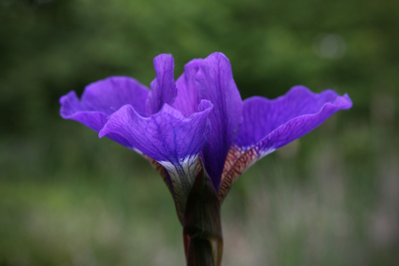 Canon EOS 400D (EOS Digital Rebel XTi / EOS Kiss Digital X) sample photo. Iris, iris sibirica, siberian photography