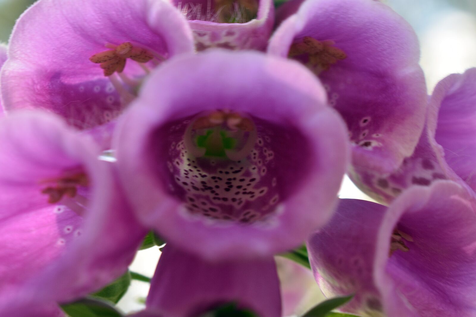 Nikon D3400 sample photo. Flower, flowers, spring photography