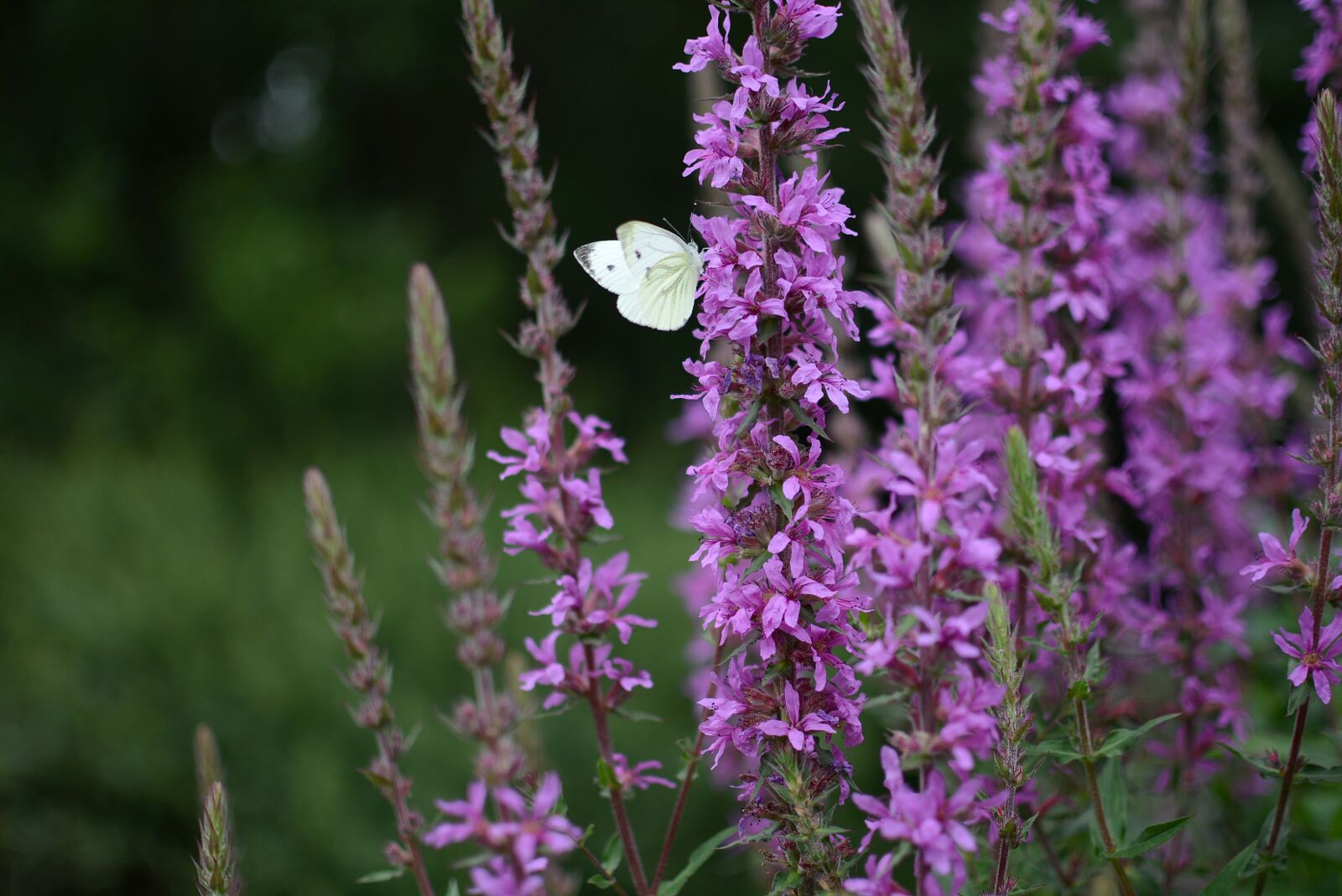 Nikon D7100 sample photo. Butterfly, flower, nature photography