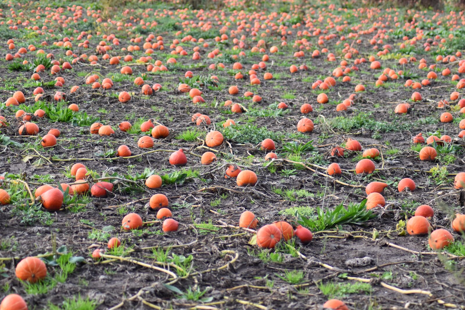Nikon D3500 sample photo. Pumpkin, pumpkins, orange photography