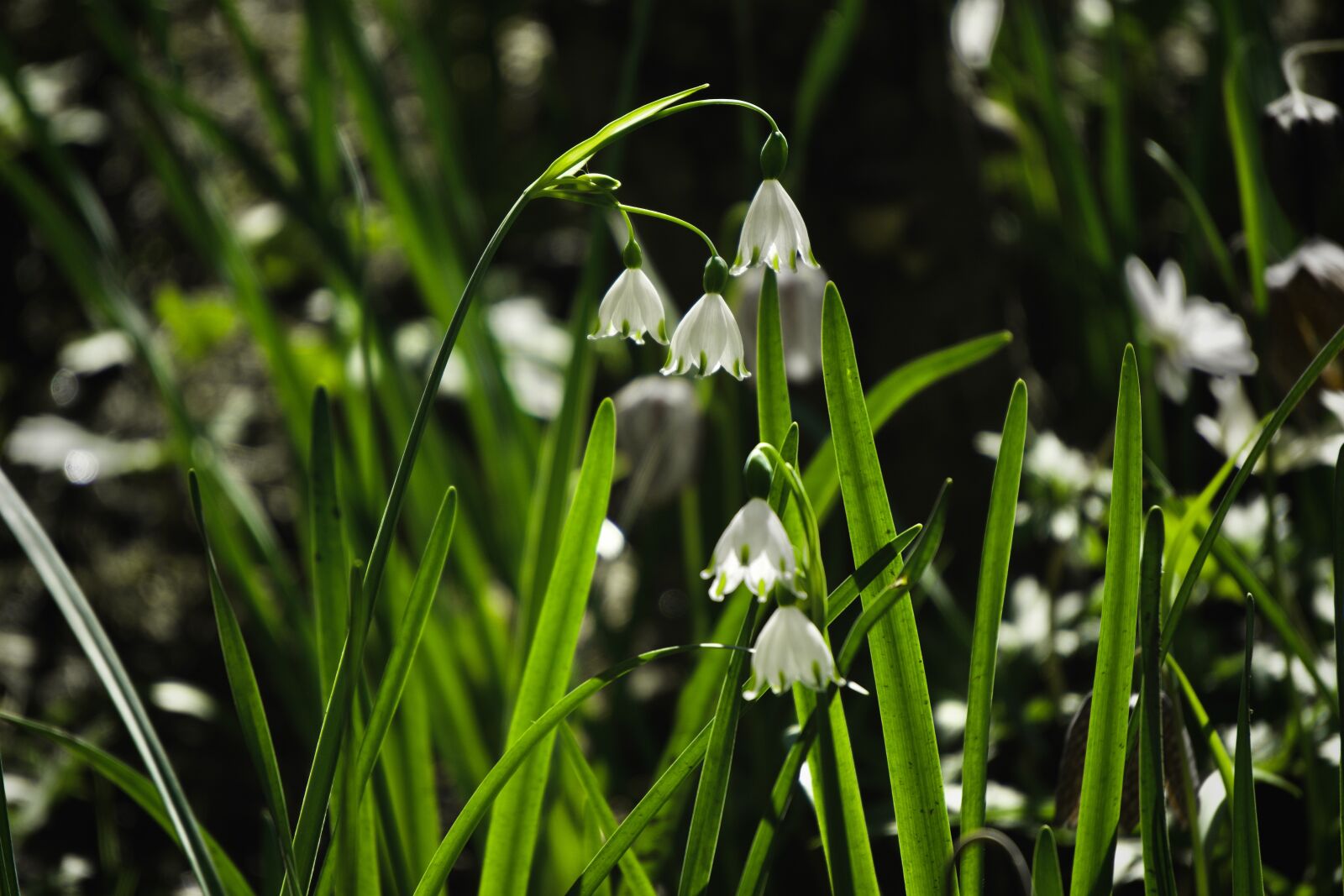 Sony E 55-210mm F4.5-6.3 OSS sample photo. Fruehlingsknotenblume, leucojum vernum, bloom photography