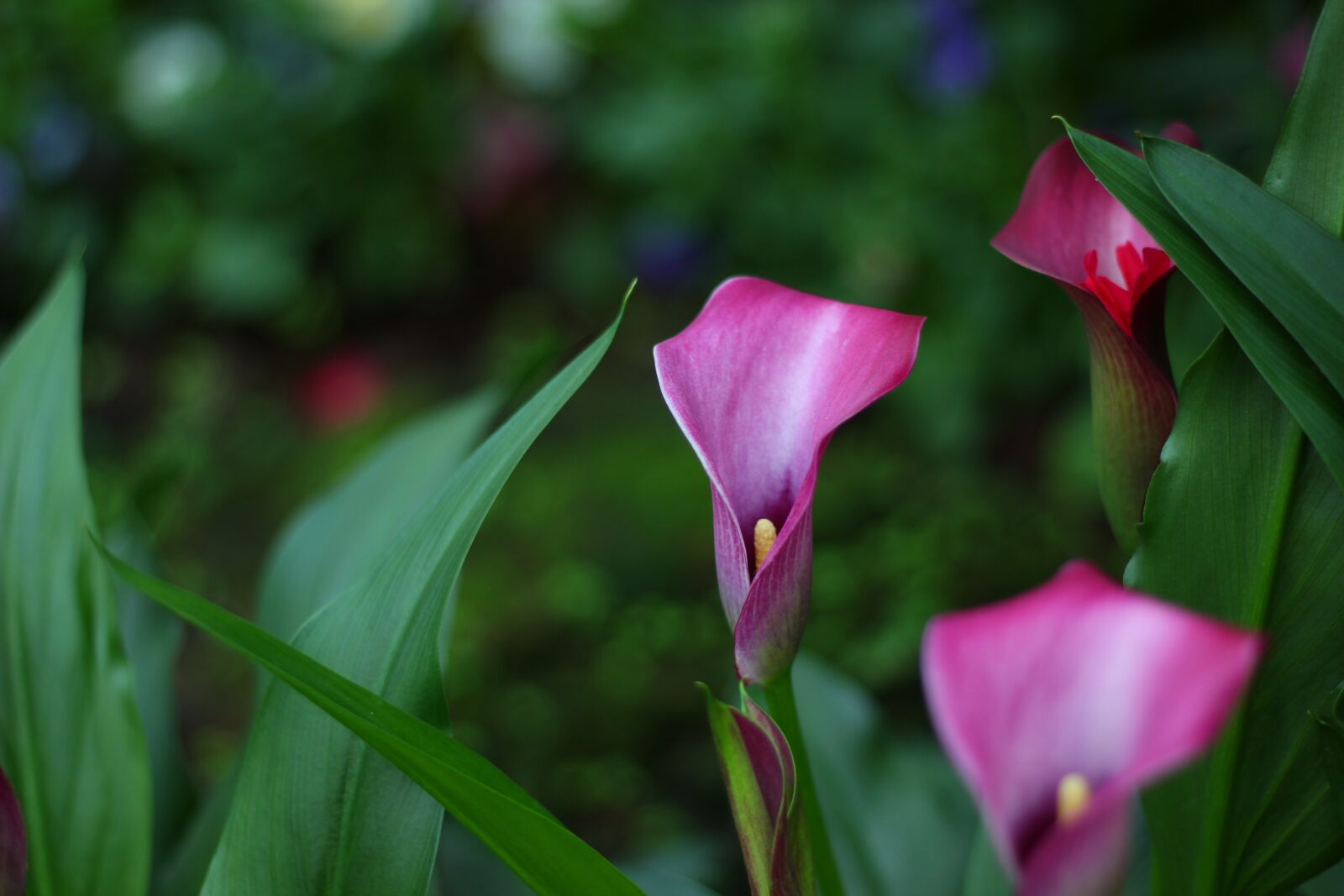 Canon EOS 550D (EOS Rebel T2i / EOS Kiss X4) sample photo. Nature, flowers, fresh flowers photography