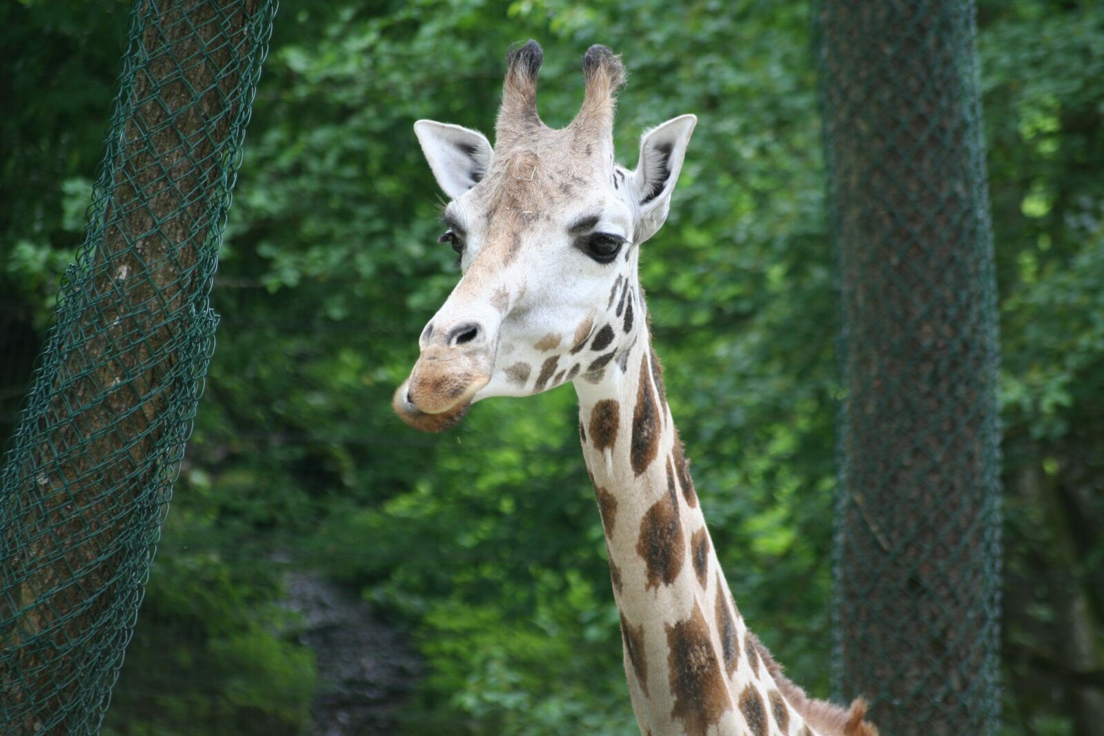 Canon EOS 350D (EOS Digital Rebel XT / EOS Kiss Digital N) sample photo. Giraffe, head, animal photography