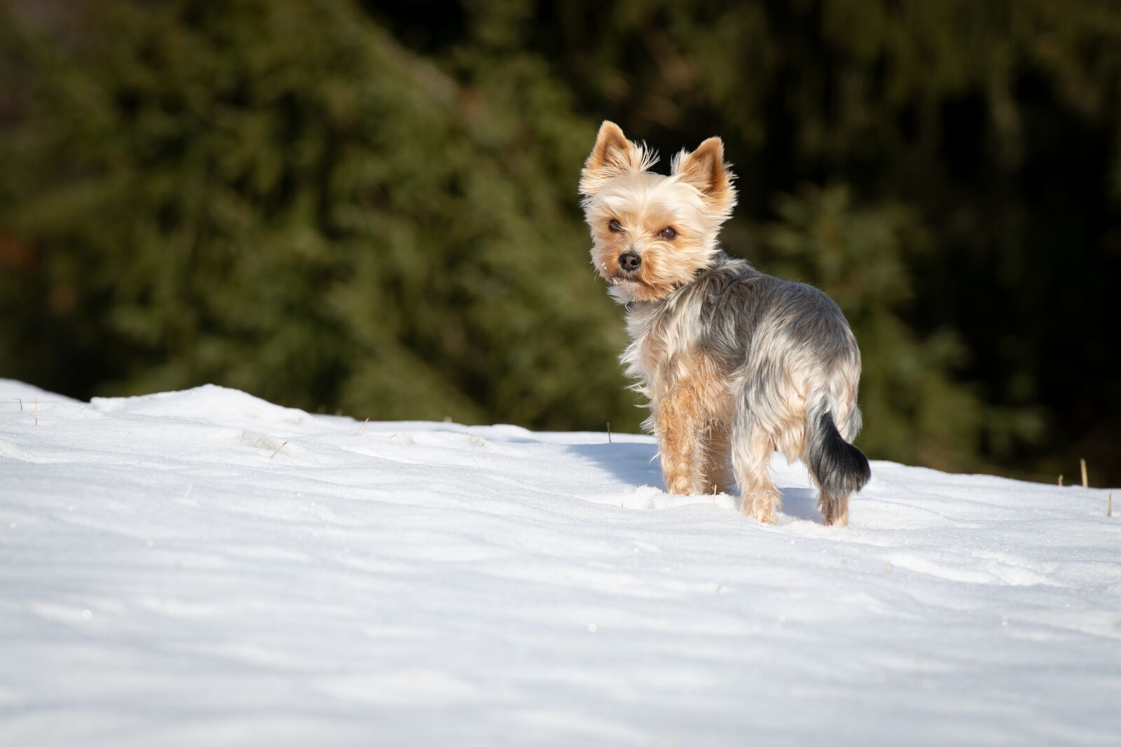 Nikon D7100 sample photo. Dog, yorkie, yorkshire terrier photography