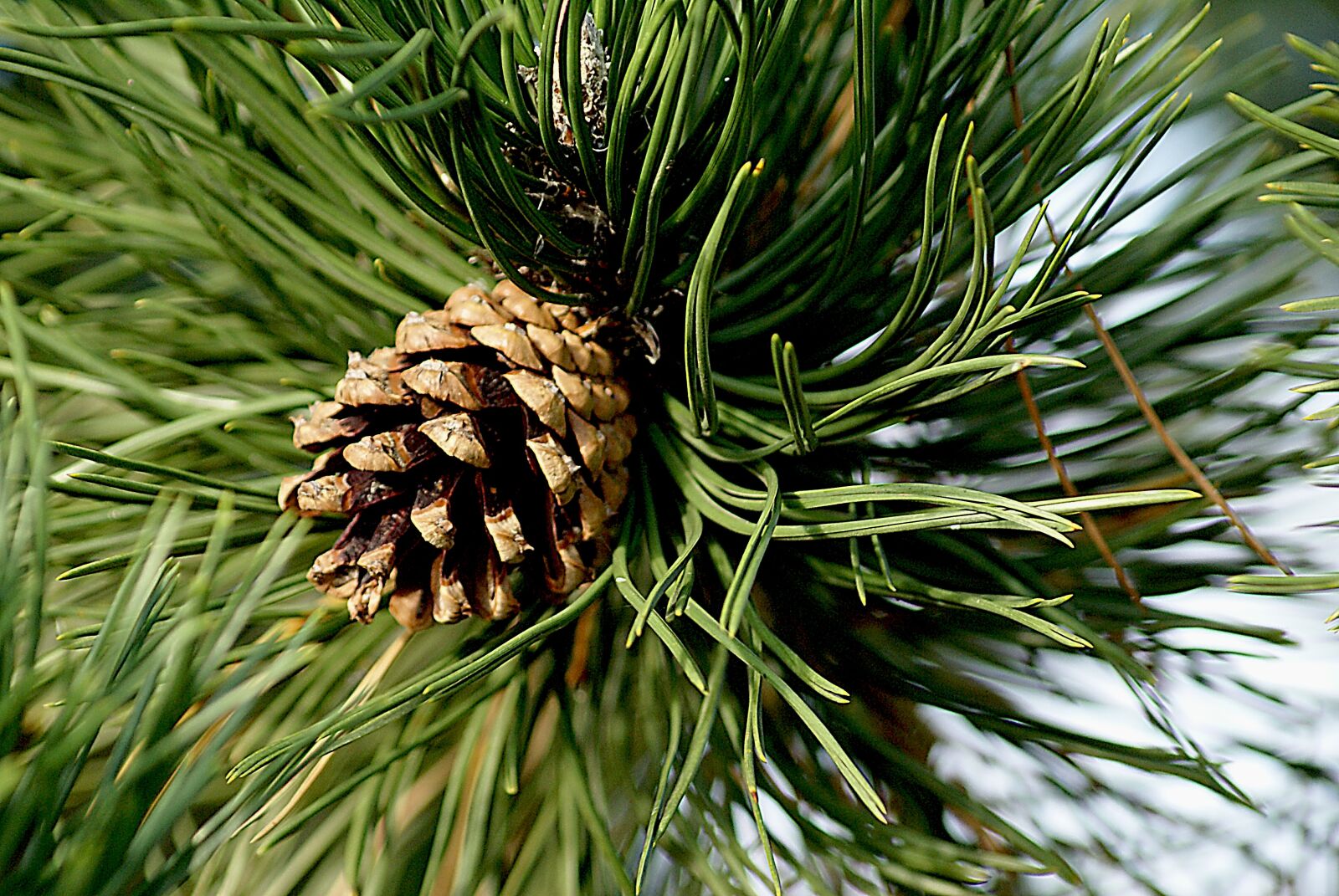 Sony Alpha DSLR-A100 sample photo. Pine cone, pine, pinecone photography