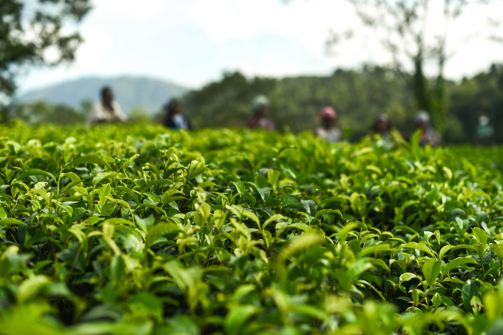 Nikon D750 sample photo. Tea, leaves, tea garden photography