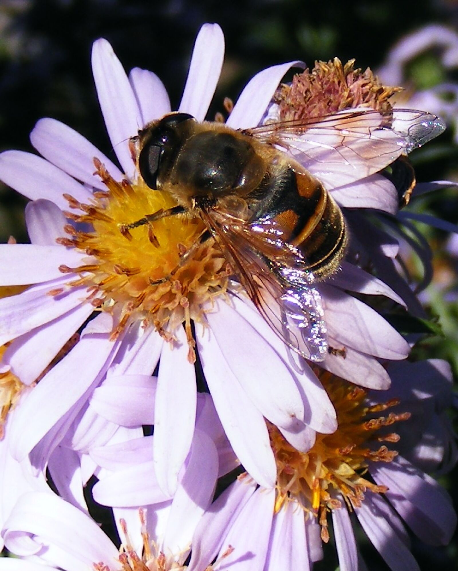 Fujifilm FinePix S5700 S700 sample photo. Bee, flower, honey photography