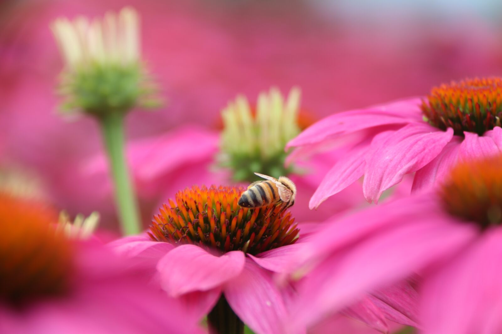 Canon EOS 800D (EOS Rebel T7i / EOS Kiss X9i) sample photo. Bee, flowers, nature photography