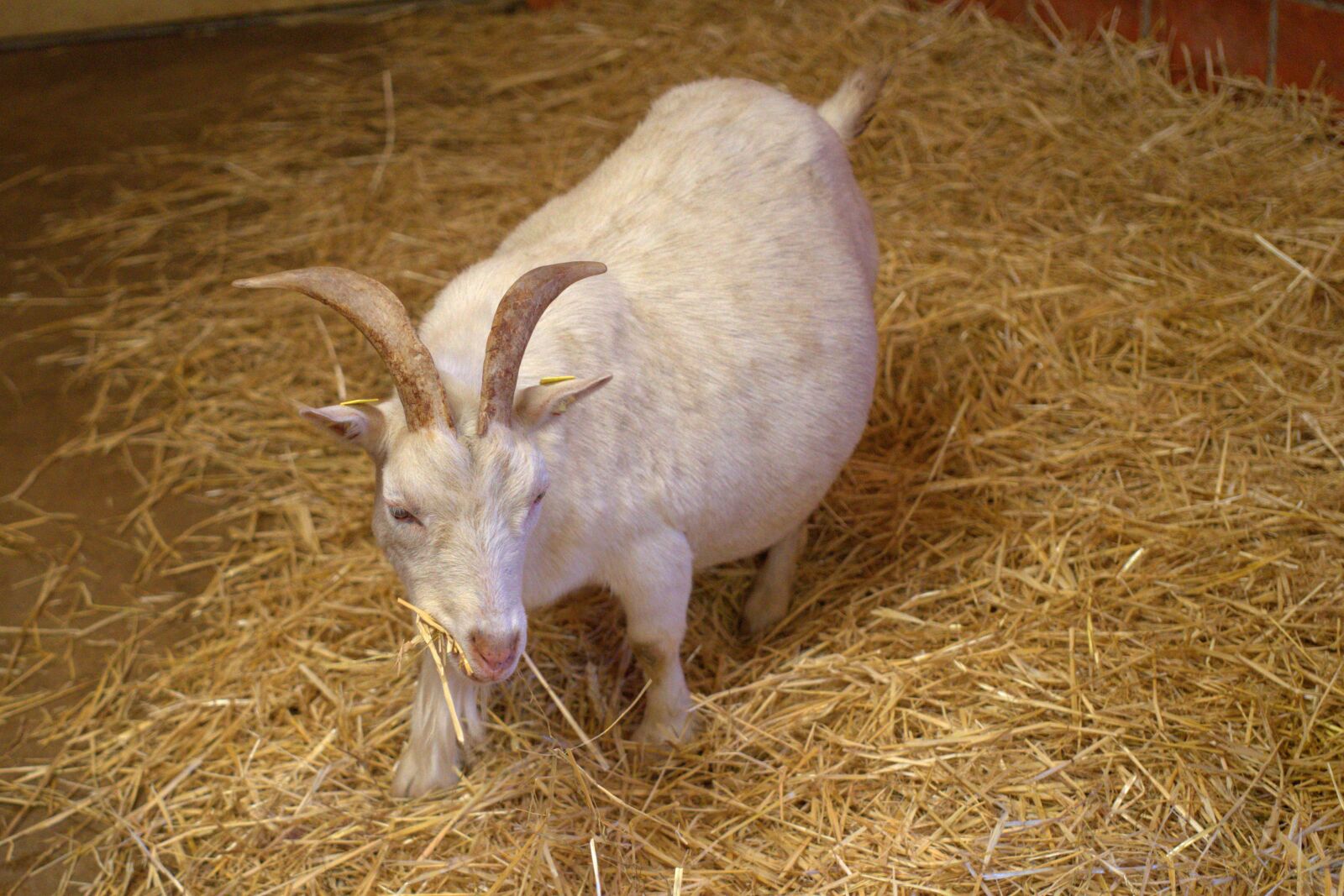 Sony FE 50mm F2.8 Macro sample photo. Goat, domestic goat, farm photography