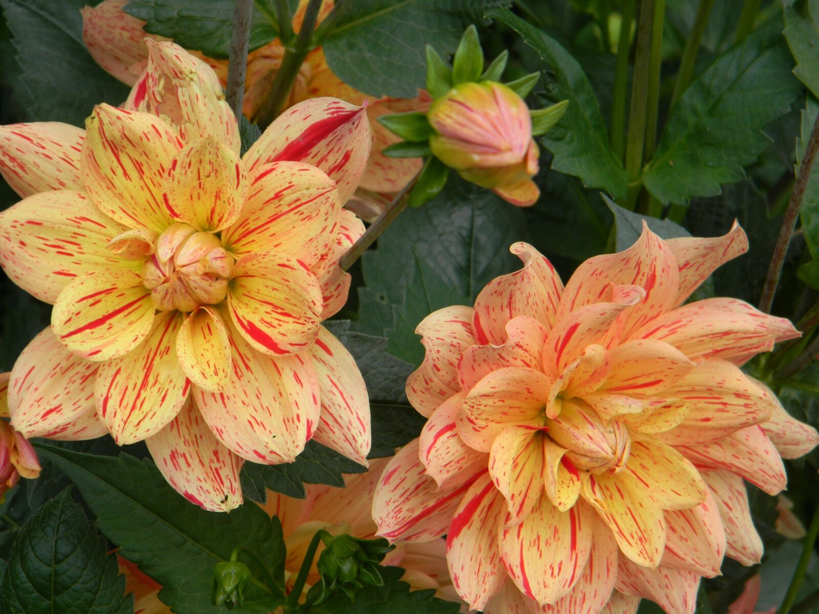 Nikon Coolpix L110 sample photo. Flower, flora, garden photography