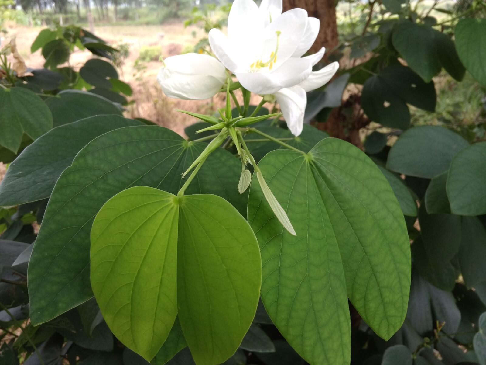 Xiaomi Redmi 4A sample photo