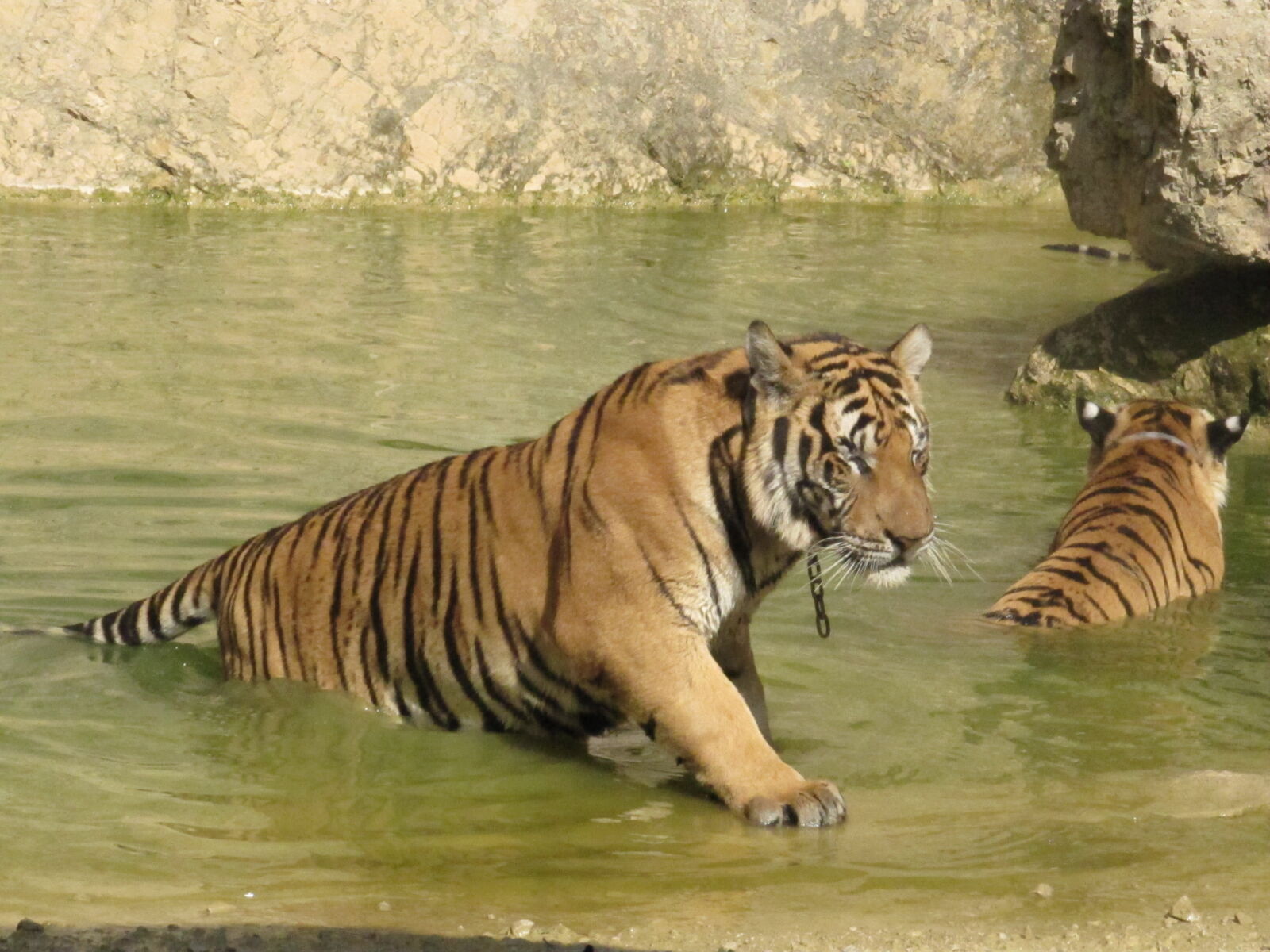 Canon PowerShot SX200 IS sample photo. Pond, thailand, tiger, wild photography