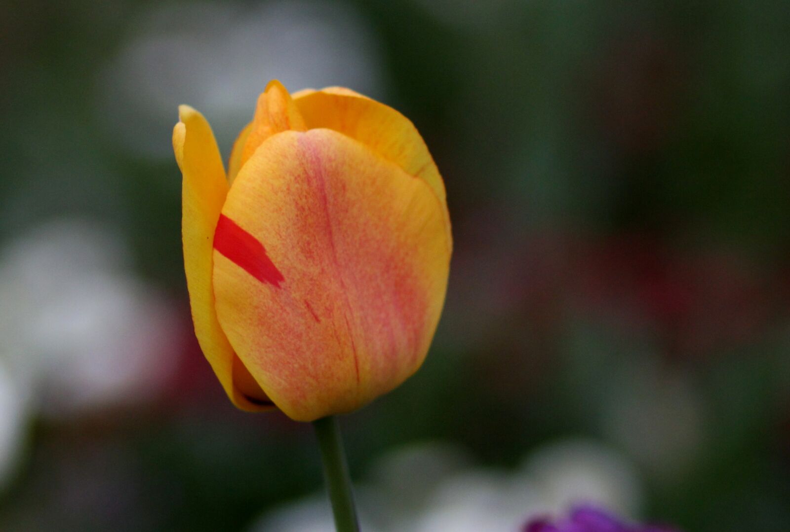 Canon EOS 700D (EOS Rebel T5i / EOS Kiss X7i) + Canon EF 85mm F1.8 USM sample photo. Tulip, yellow, petals photography